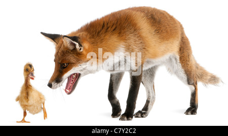 Le renard roux, Vulpes vulpes, 4 ans, jouant avec un petit canard domestique in front of white background Banque D'Images