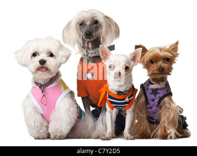 Groupe de chiens habillés in front of white background Banque D'Images