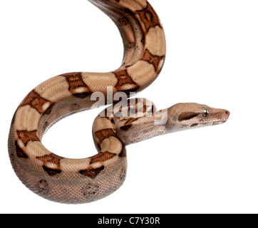 Salmon boa constricteur, Boa constrictor, 2 months old, in front of white background Banque D'Images