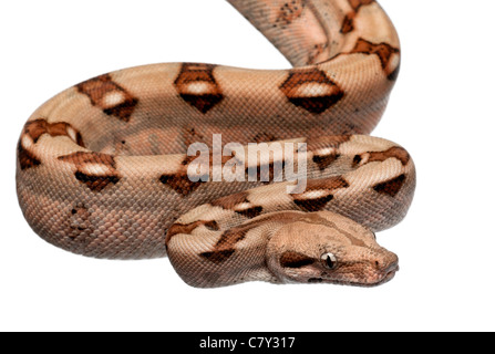 Salmon boa constricteur, Boa constrictor, 2 months old, in front of white background Banque D'Images