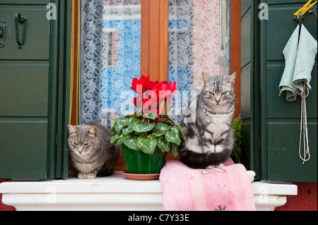 Deux chats assis sur un rebord de fenêtre à Murano Venise Italie Banque D'Images