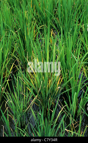 Décoloration sur les plants de riz infectées par le virus tungro Banque D'Images
