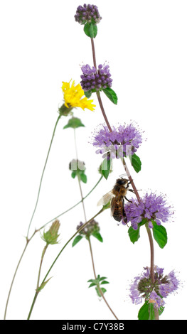 Abeille travailleuse, Anthophora plumipes, sur les fleurs in front of white background Banque D'Images