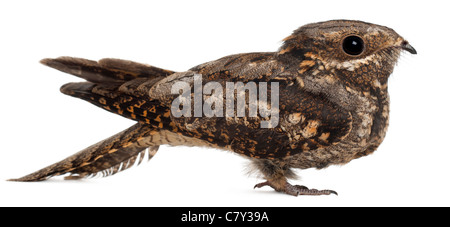 Engoulevent d'Europe, ou simplement, Nightjar Caprimulgus europaeus, in front of white background Banque D'Images