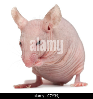 Souris sans poils, Mus musculus, 3 months old, in front of white background Banque D'Images