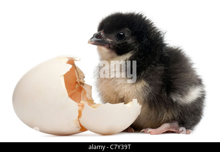 Chick, Gallus gallus domesticus, 8 heures, debout à côté de son oeuf in front of white background Banque D'Images