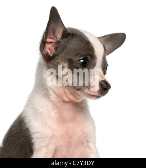 Close-up of Chihuahua puppy, 3 months old, in front of white background Banque D'Images