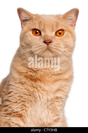 Close-up of British Shorthair cat, in front of white background Banque D'Images