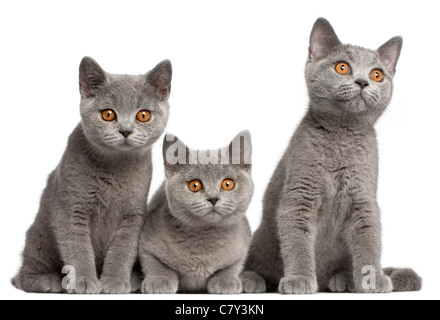 British Shorthair chatons, 3 mois, in front of white background Banque D'Images