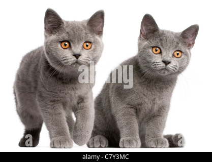 British Shorthair chatons, 3 mois, in front of white background Banque D'Images