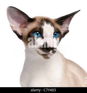 Chat Siamois, 7 mois, in front of white background Banque D'Images