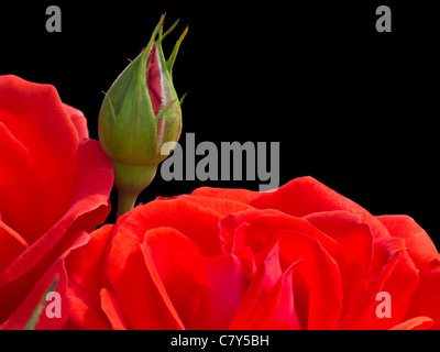 Bouton de Rose rouge sur fond noir Banque D'Images