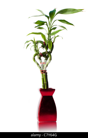 Vase rouge, plante verte Banque D'Images