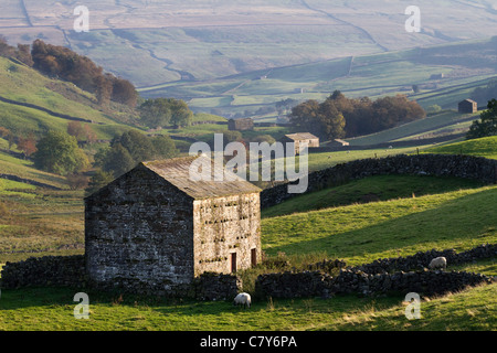 Granges dans le paysage et la campagne de Muker, Swaledale dans le North Yorkshire Dales National Park, Richmondshire, UK Banque D'Images