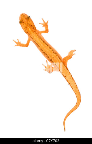 Smooth newt on white background Banque D'Images