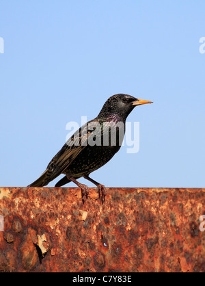 Étourneau sansonnet (sturnus vulgaris), ou l'étourneau sansonnet à Hermanus, province de Western Cape, Afrique du Sud. Banque D'Images