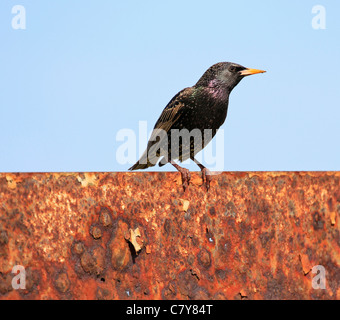 Étourneau sansonnet (sturnus vulgaris), ou l'étourneau sansonnet à Hermanus, province de Western Cape, Afrique du Sud. Banque D'Images