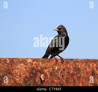 Étourneau sansonnet (sturnus vulgaris), ou l'étourneau sansonnet à Hermanus, province de Western Cape, Afrique du Sud. Banque D'Images