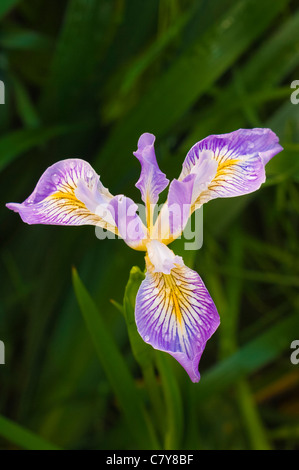 Oregon (Iris Iris tenax) ; l'ouest de l'Oregon. Banque D'Images