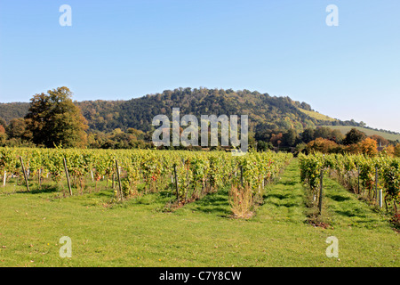 Denbies Estate Vineyard and Winery sur chalk pentes des North Downs près de Box Hill, Dorking Surrey, England UK Banque D'Images