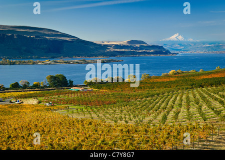 Vergers et vignes près de Washington, Wishram, regardant vers le bas du fleuve Columbia vers le Département et le mont Hood. Banque D'Images