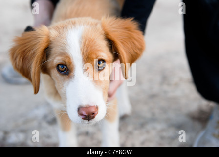 Chiot de sauvetage assurant à ces yeux de chien chiot Banque D'Images