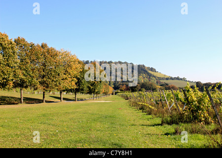 Denbies Estate Vineyard and Winery sur chalk pentes des North Downs près de Dorking Surrey, Angleterre, Royaume-Uni Banque D'Images