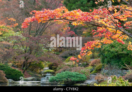 Arbre d'érable avec la couleur de l'automne dans le jardin japonais du parc arboretum de Washington à Seattle, Washington. Banque D'Images