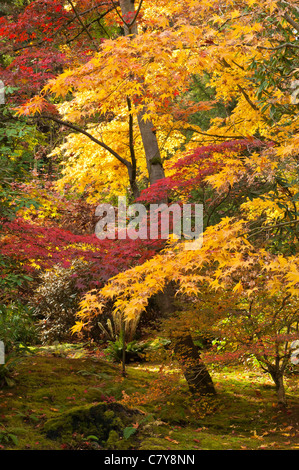 Maples arbre avec la couleur de l'automne dans le jardin japonais du parc arboretum de Washington à Seattle, Washington. Banque D'Images