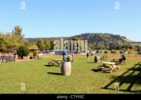 Denbies Estate Vineyard and Winery sur chalk pentes des North Downs près de Box Hill, Dorking Surrey, England UK Banque D'Images