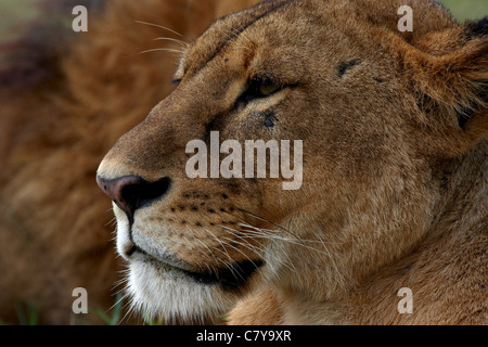 Portrait de lionne (Panthera leo) Banque D'Images