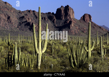 USA, Arizona, Saguaro National Park Banque D'Images