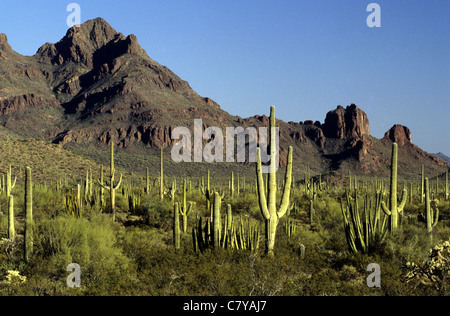 USA, Arizona, Saguaro National Park Banque D'Images