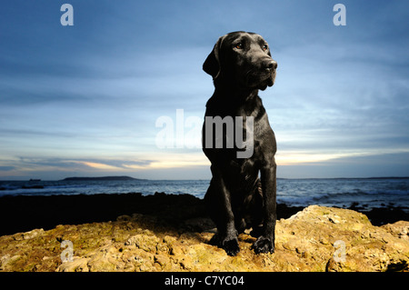 Labrador noir gundog contre ciel de fin de soirée à la plage Banque D'Images