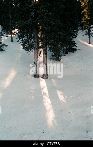 Scène d'hiver avec arbre et neige avec la lumière du soleil Banque D'Images