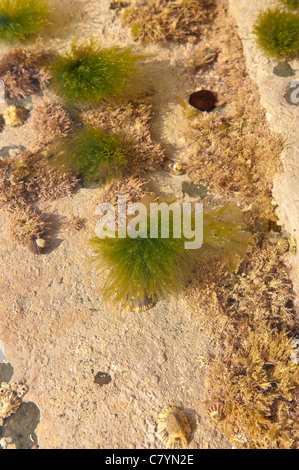 L'algue rouge et corail une roche le fond de la piscine avec des massifs d'ulva dispersés à travers, dans une vague lavée extérieure Banque D'Images