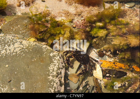 Camouflage et les marques cryptiques pour aider contre crabe mélange matières rock extérieure Banque D'Images
