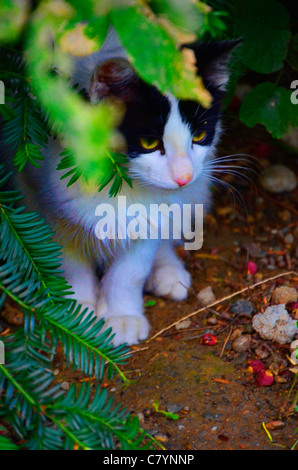 Cat se cacher derrière un arbre Banque D'Images