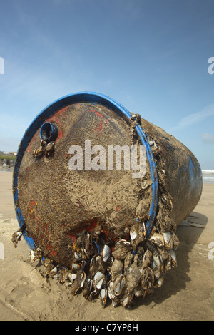 L'oie commune d'anatifes Lepas anatifera, sur le tambour en plastique, Polzeath Cornwall UK Juin Banque D'Images