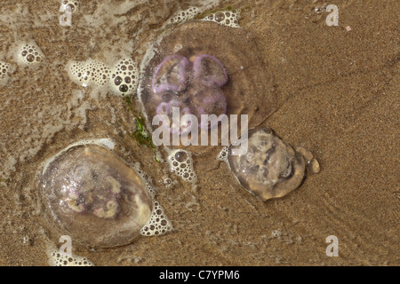 Méduse lune échoué sur une plage de sable, Gower Wales UK Juillet Banque D'Images