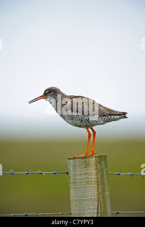 Chevalier arlequin (Tringa totanus), sur piquet Banque D'Images