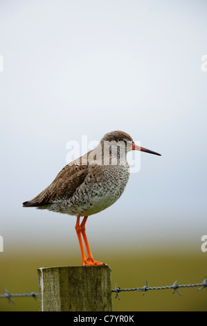 Chevalier arlequin (Tringa totanus), sur piquet Banque D'Images