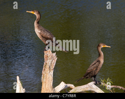 Deux lits cormoran à aigrettes (Phalacrocorax auritus) perching Banque D'Images