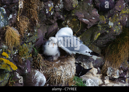 Mouette tridactyle (Rissa tridactyla), avec chick Banque D'Images