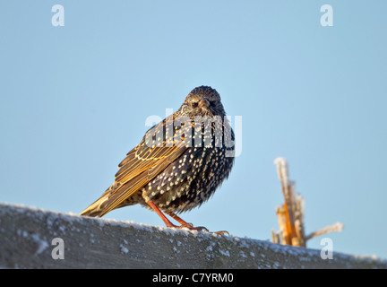 Starling Sturnus vulgaris perchées sur des tiges de roseaux gelés en hiver Banque D'Images