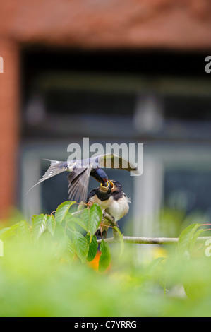 L'hirondelle rustique (Hirundo rustica), nourrir les jeunes adultes Banque D'Images