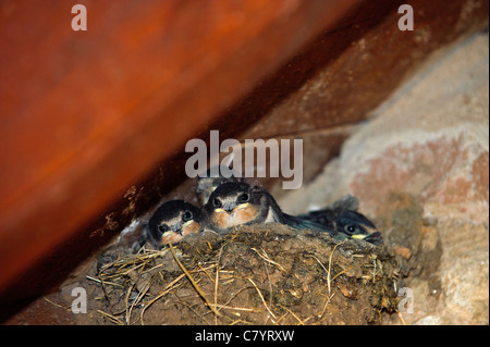 L'hirondelle rustique (Hirundo rustica), des poussins dans le nid Banque D'Images