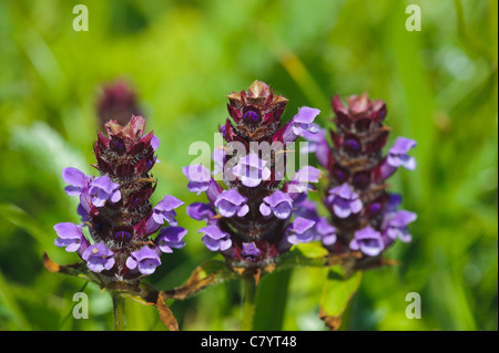 L'auto-guérison (Prunella vulgaris) Banque D'Images