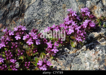 Le thym (Thymus praecox) Banque D'Images