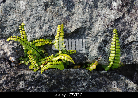 Maidenhair Spleenwort (Asplenium trichomanes) Banque D'Images